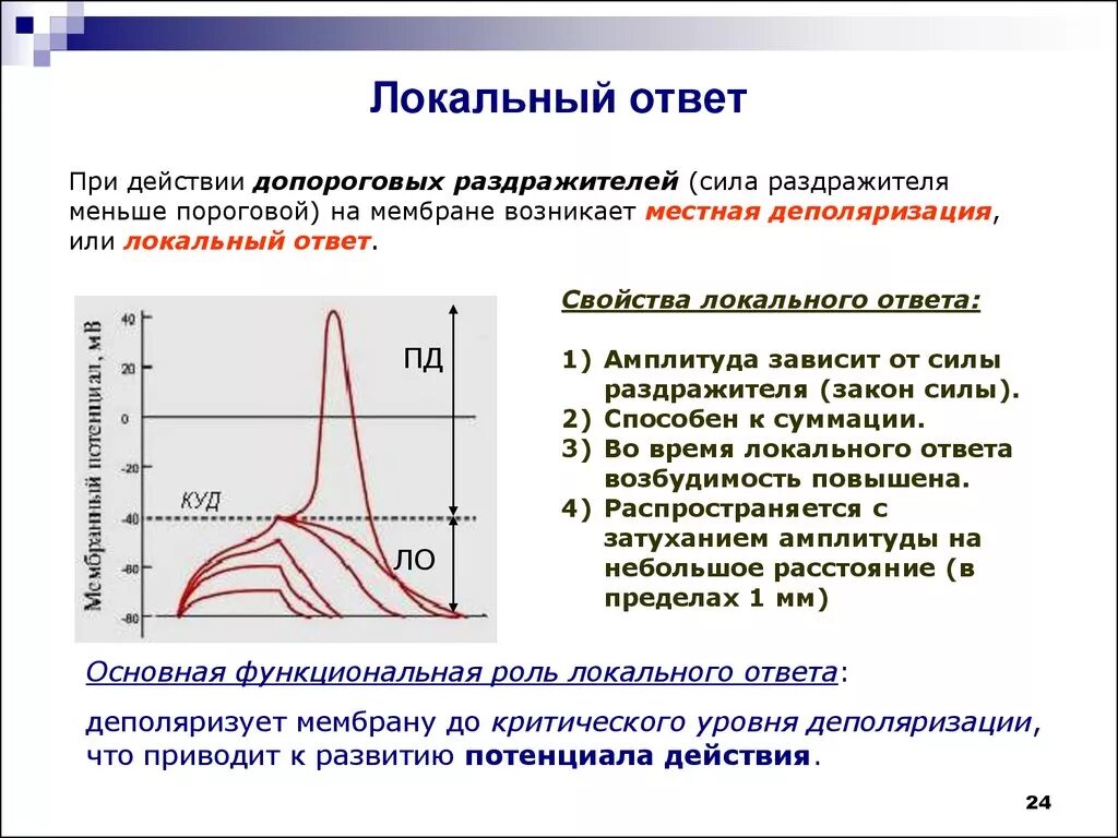 Фазы локального ответа физиология. Локальный ответ и потенциал действия. Локальный ответ физиология. Свойства локального ответа и потенциала действия. Максимальная величина раздражителя