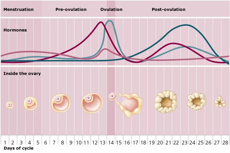 Менструальный цикл. 6-12 День менструального цикла. Ретроградная менструационного цикла. Сон менструационного цикла.