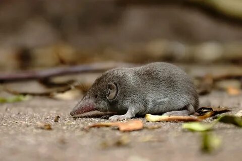Мышеобразный грызун в холодных областях