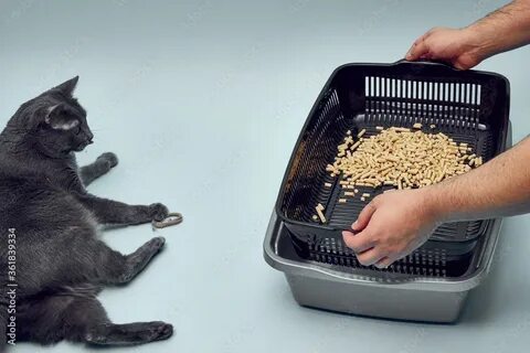 Empty cat
