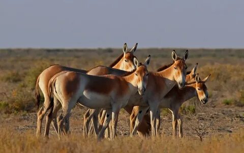 Кондукторлармен порно көру