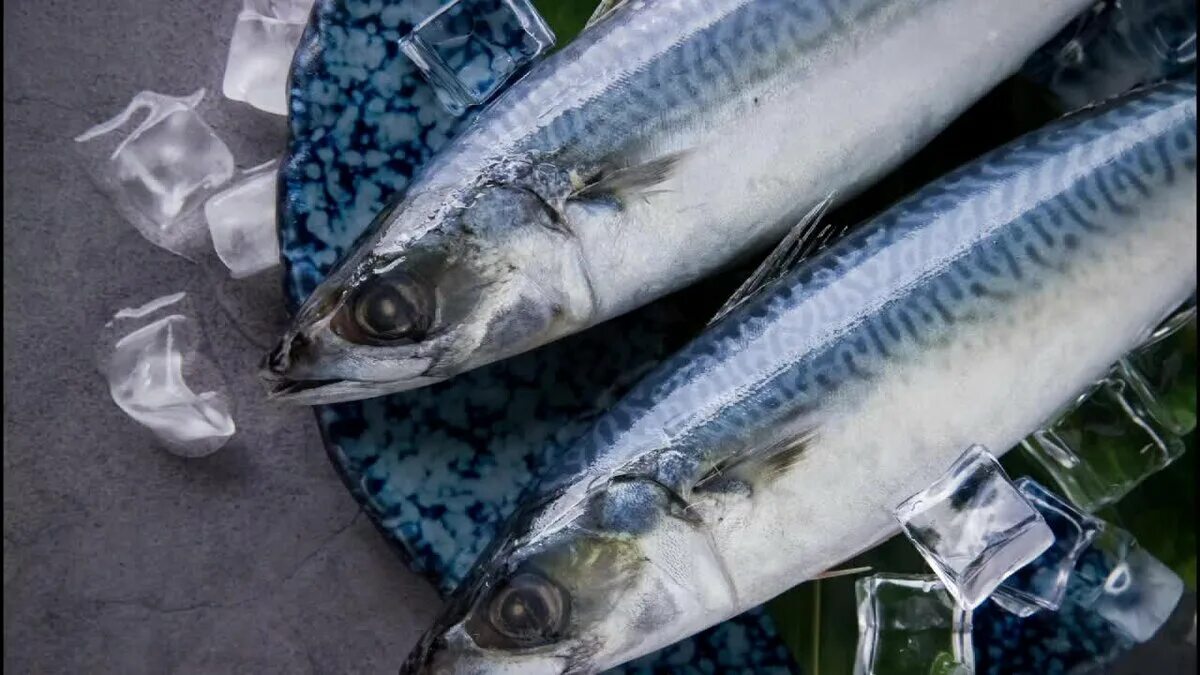 Скумбрия окрас. Японская скумбрия Scomber japonicus. Скумбрия Тихоокеанская макрель. Голубая макрель. Рыба голубая макрель.