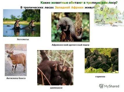 Выберите животных тропических лесов