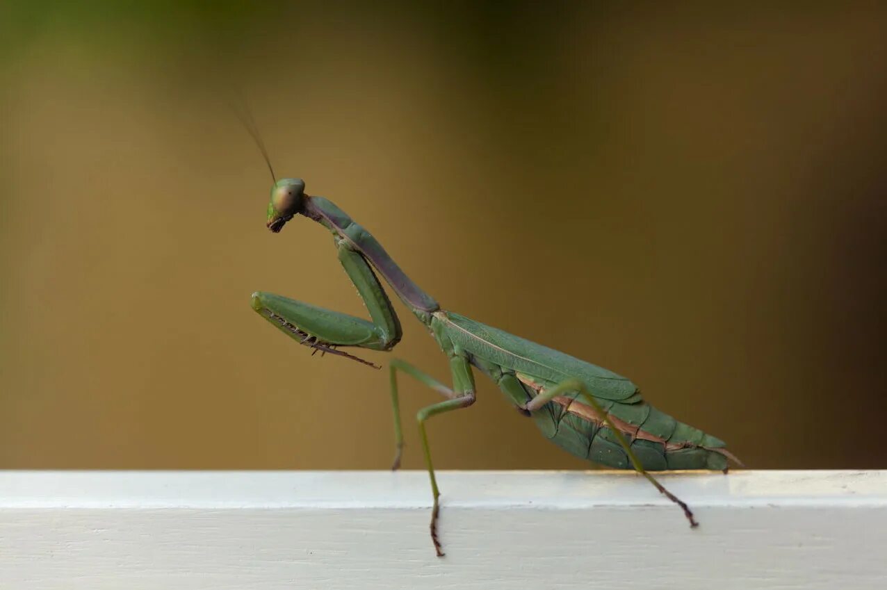 Мантис богомол. Ютуб богомолы. Богомол (bmncsikia seropland). Богомол обыкновенный. Ischnomantis gigas богомол.