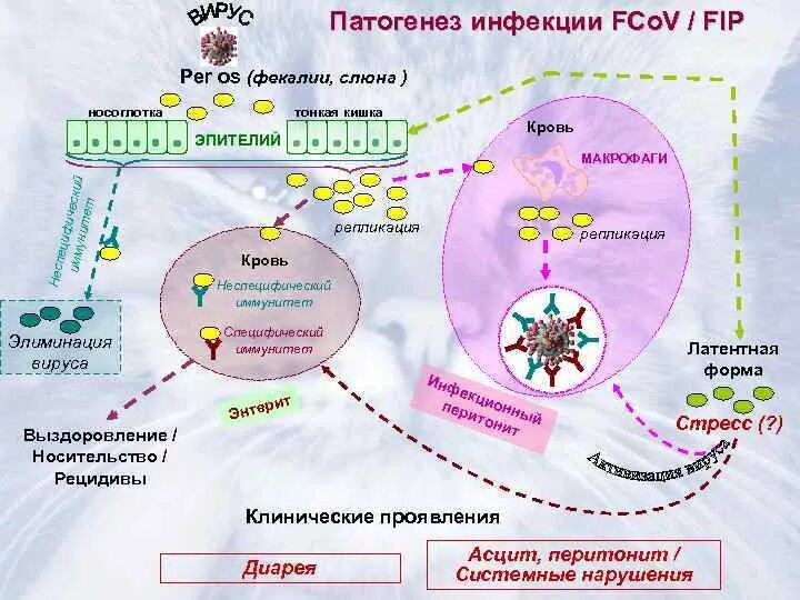 Инфицирования коронавирус. Патогенез коронавирусной инфекции схема. Новая коронавирусная инфекция патогенез. Патогенез коронавирусной инфекции микробиология. Патогенез коронавируса инфекционные болезни.