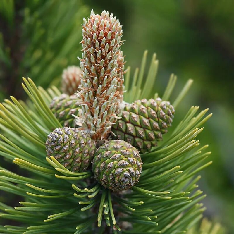 Голосеменные кедр. Голосеменные пихта. Семейство сосновые Pinaceae. Сосна Гельдрейха.