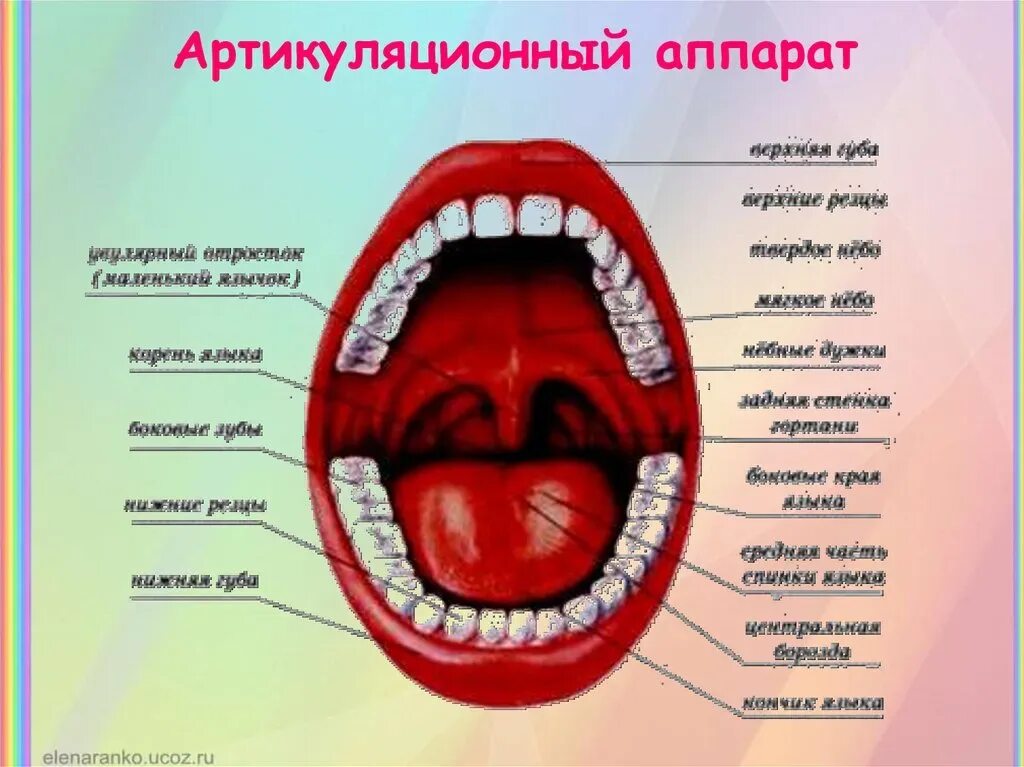 Особенности строения артикуляционного аппарата. Артикуляционный аппарат. схема артикуляционного аппарата. строение артикуляционного аппарата. строение артикуляционного аппарата человека.
