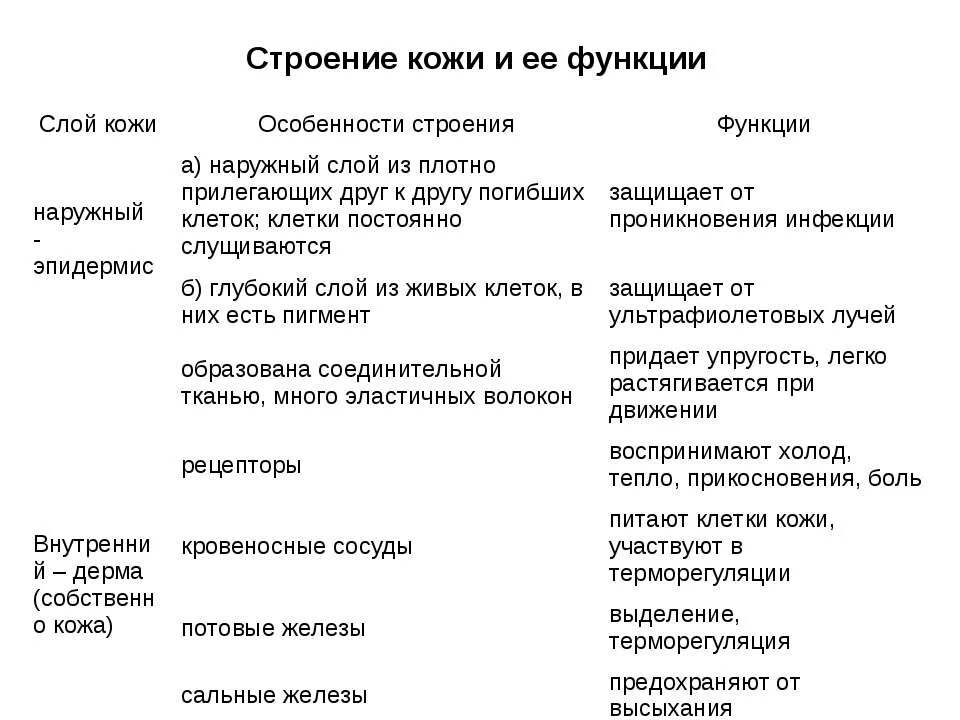 Строение и функции кожи тест 8 класс. Слои кожи строение и функции таблица. Таблица слой кожи особенности строения функции. Покровы тела человека строение и функции кожи. Сведения о строении и функциях кожи таблица.