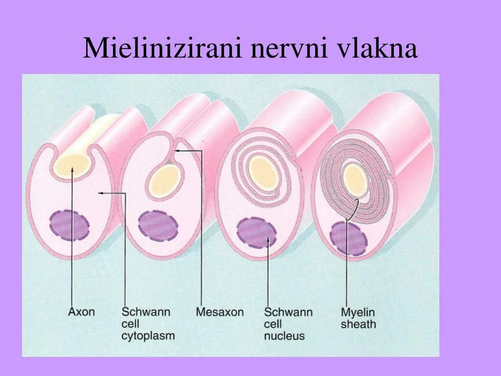 Шванновские клетки это. Миелиновые оболочки образование строение и функции. Шванновские клетки и миелиновая оболочка. Олигодендроциты и шванновские клетки. Функции шванновской клетки в нейроне.