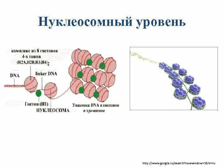 Нуклеосомное строение хромосомы. Нуклеосомное строение хромосомы