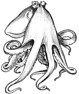 Рисунок кальмара