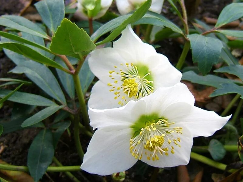 Морозник авито. Морозник кавказский. морозник геллеборус. морозник helleborus. морозник (геллеборус) черный.