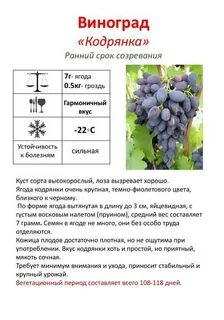 Виноград среднего срока созревания