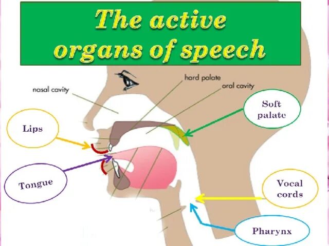Passive organs of speech. Organs of speech articulation. active and passive organs of speech. speech organs and their functions.