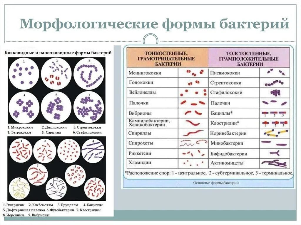 Бактерии примеры названия. Основные формы бактерий микробиология кокки. Морфология основных групп бактерий микробиология. Классификация бактерий по форме микробиология. Форма бактерий таблица.