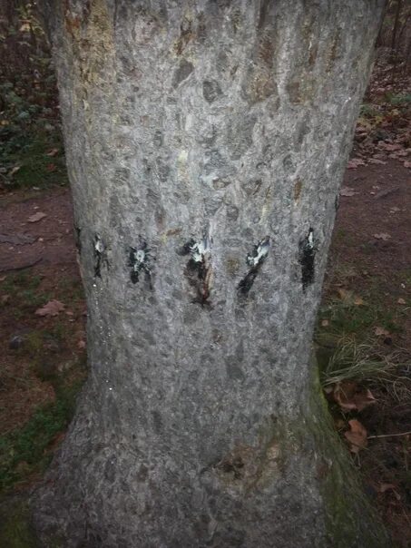Queen trees