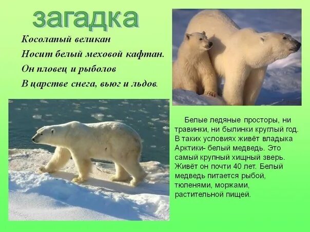 День защиты белых медведей