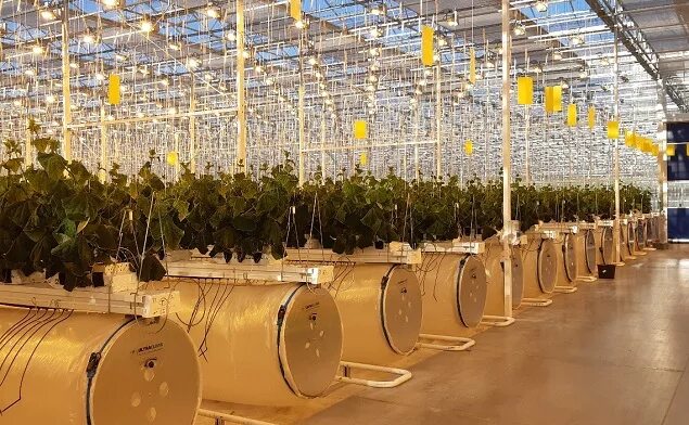 тепличный комплекс. тепличный комплекс рязанская область рязанский район. тепличный комплекс рязанский. тепличный комплекс сосногорский. рязанские овощи тепличный комплекс.