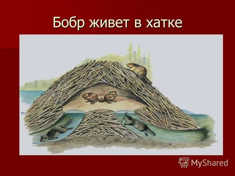 Хатка бобра. Хатки и плотины бобров. Дом хатка бобра. Магнус вейтман. Вейтман м.