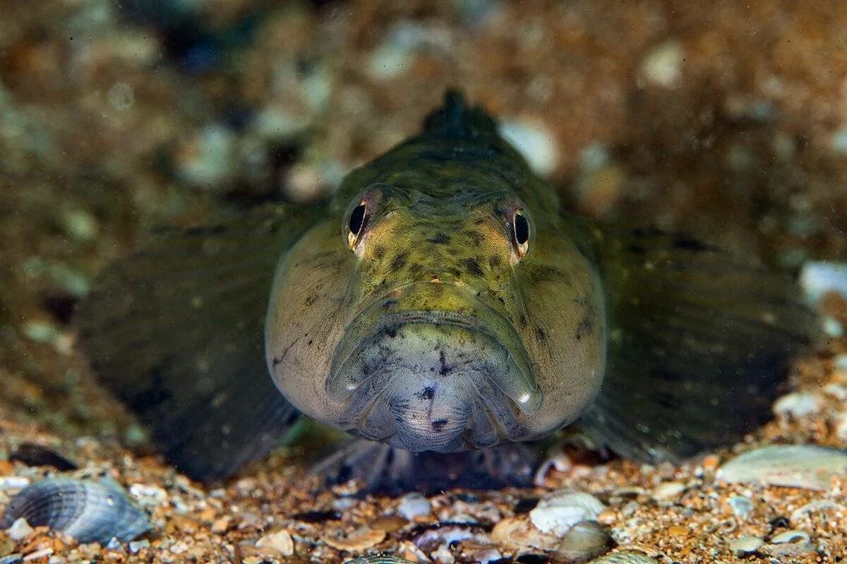 Речной бычок. Рыба бычок подкаменщик речной. Бычок рыба черноморский. Рыбка бычок речной. Ротан подкаменщик.