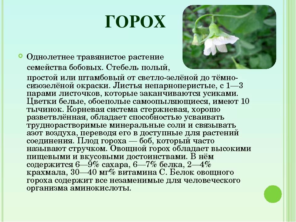 Горох растение описание. Описание гороха. Горох описать. Описание цветка гороха. Горох биология 6 класс