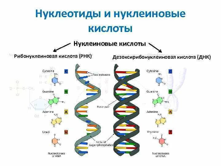 Нуклеиновые формы жизни