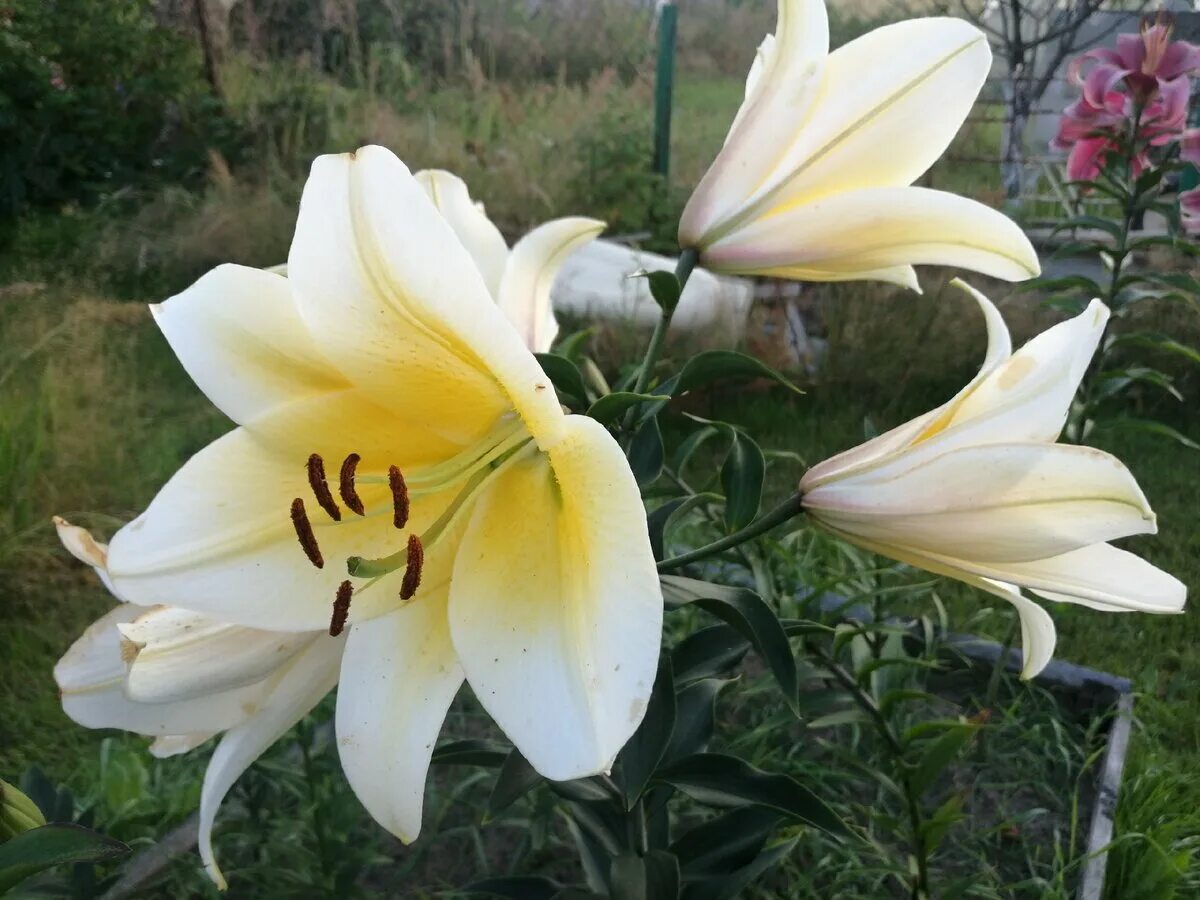 Лилия ОТ-гибрид сорт Manissa (Lilium Manissa) Июльские цветы, Лилейник, Лилии