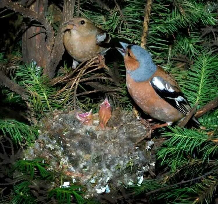 Ие птицы. Щегол (carduelis carduelis). Хетер птица. Ие птицы. Ие птицы.