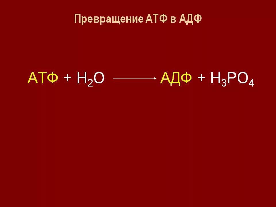 Атф животным. Превращение атф в адф. адф. схема строения атф и превращения ее в адф. структура атф превращение атф в адф.