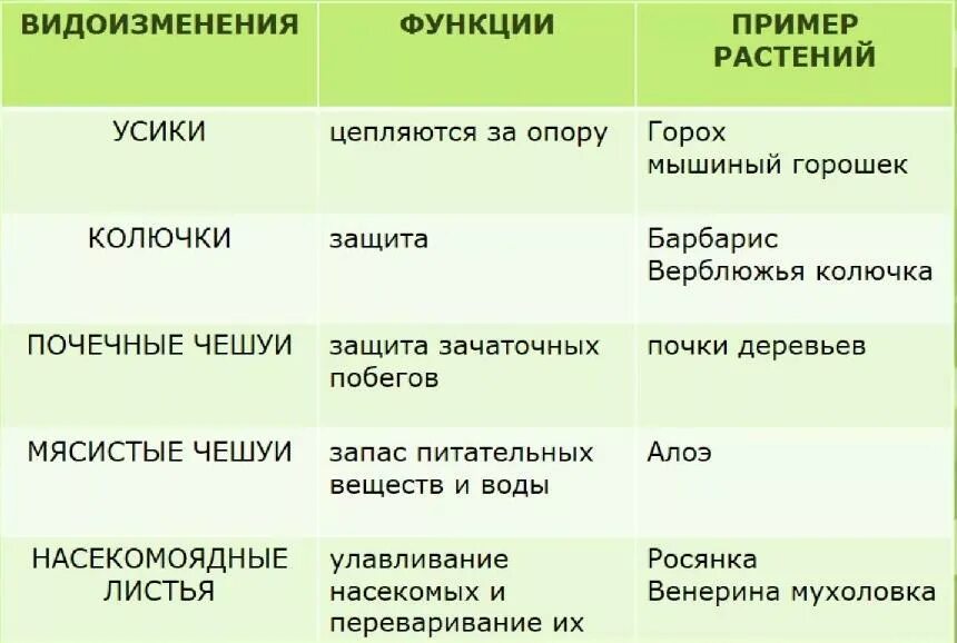 Установите соответствие растение группа