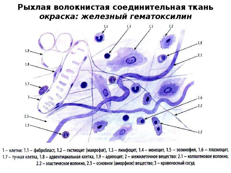 Рыхлая соединительная ткань гистология. Рыхлая соединительная ткань железный гематоксилин. рыхлая волокнистая соединительная ткань окраска. рыхлая соединительная ткань окраска железным гематоксилином. рыхлая волокнистая соединительная ткань гистология.