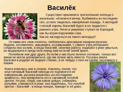 Как пишется василек