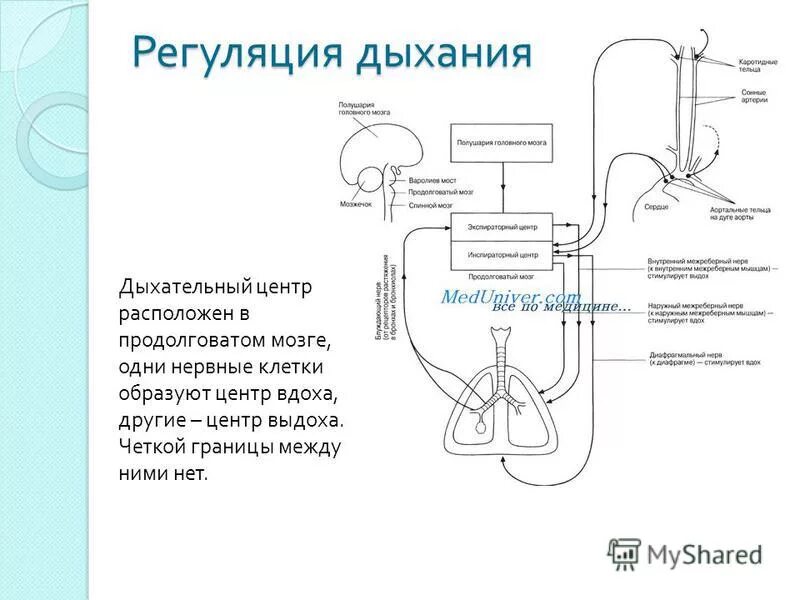 Схема работы гуморальной регуляции Презентация на тему: "L/O/G/O Организм как биосистема. Задачи урока: Сформироват