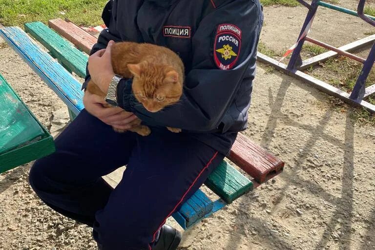 новости про кота нашли