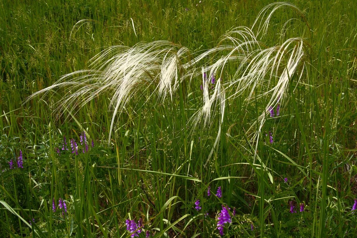 ковыль степной. ковыль трава степная. ковыль дальневосточный. ковыль перистый. ковыль (stipa).