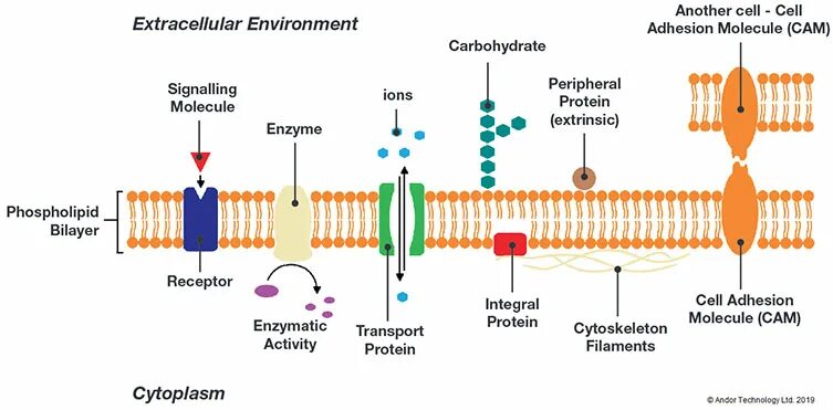 Cell solutions. Cell membrane. cell adhesion molecules. cell surface membrane components. cell на схеме.