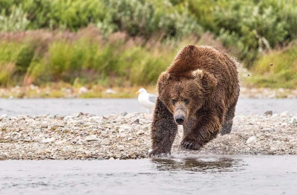 медведя быстро. бурый медведь бежит. медведь бежит. бурый медведь нападение. бурый медведь убегает.