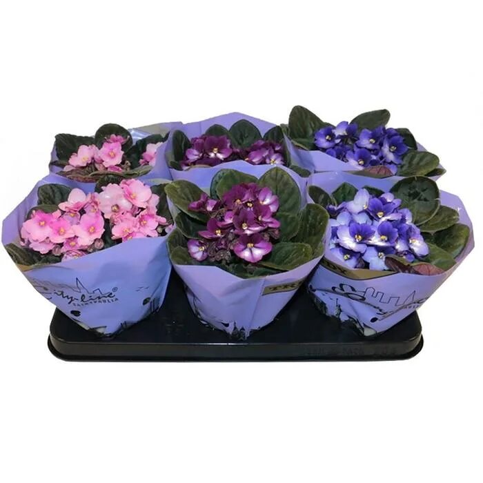 Saintpaulia mix 20/12 - фиалка. Фиалка микс d9. Фиалка биколор микс. Фиалка биколор микс. Фиалка микс d12 h20.