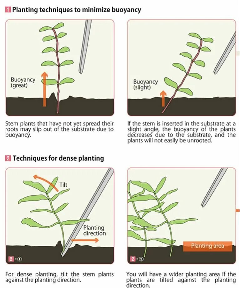 Planted area. Посадка аквариумных растений. Обрезка аквариумных растений. Способы посадки аквариумных растений. Обрезка аквариумных растений правильная.