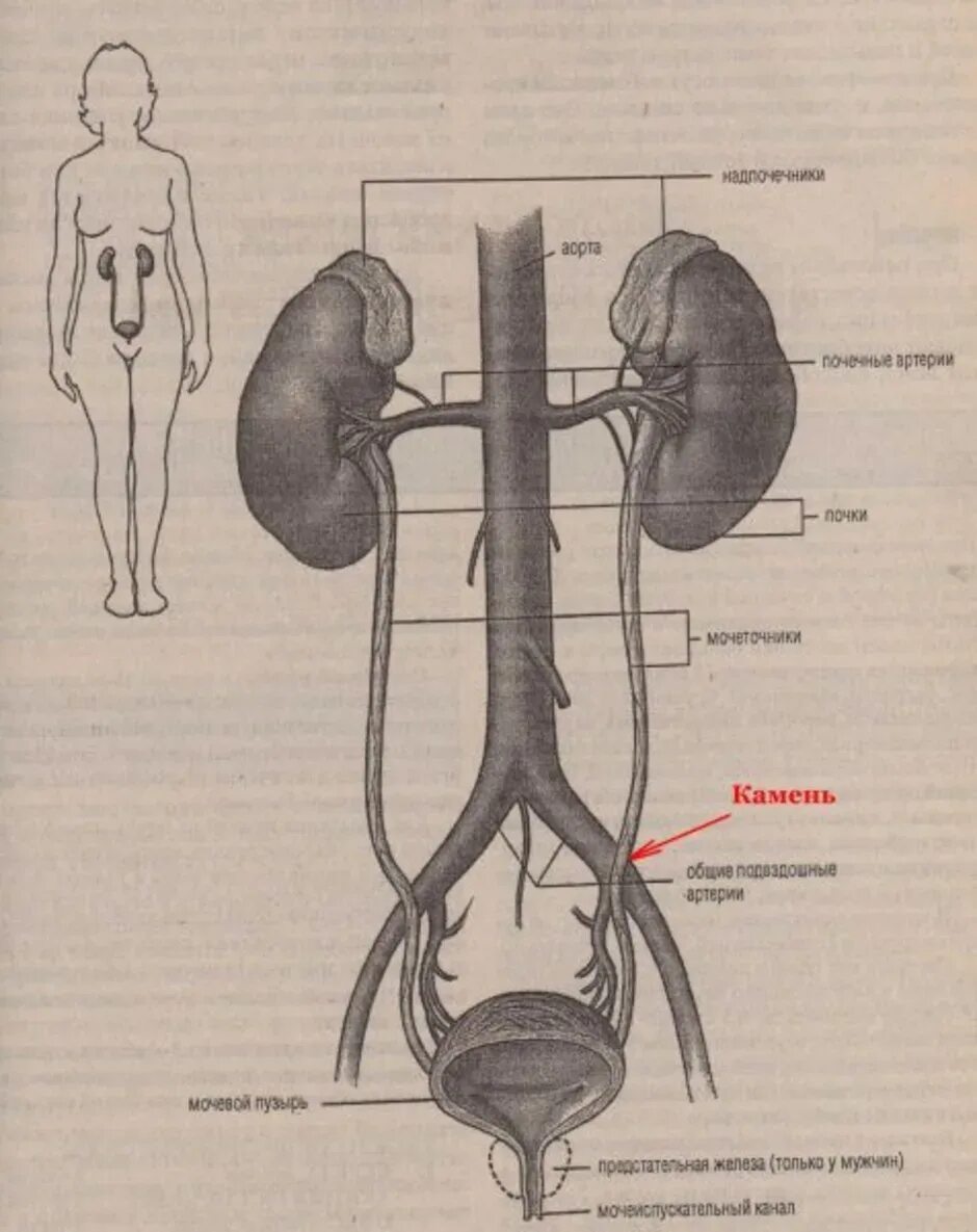 Вена артерия мочеточник. Мочевыделительная система почки мочеточники. Мочеполовая система женщины мочеточники. Мочевыделительная система человека схема расположения. Мочевыделительная система женщины анатомия.