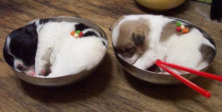 Сон съесть собаку. Корейская окрошка из собаки. Корейская собака готовка.