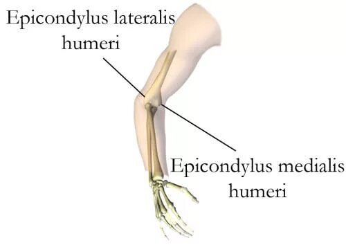 Epicondylus lateralis. Epicondylus lateralis плечевой кости. Epicondylus lateralis humeri. Epicondylus lateralis. Humerus анатомия.
