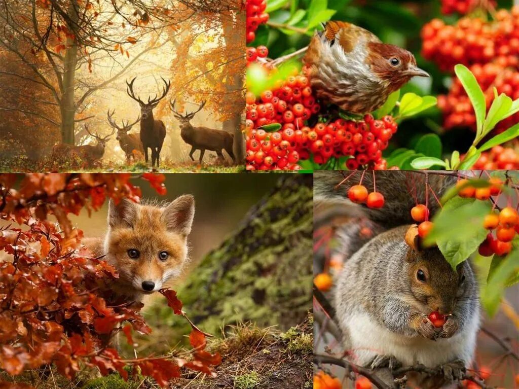 Какие происходят изменения в жизни животных осенью. Живая природа осенью. Растения и животные осенью. Осенние изменения в живой природе. Изменения в живой природе осенью.