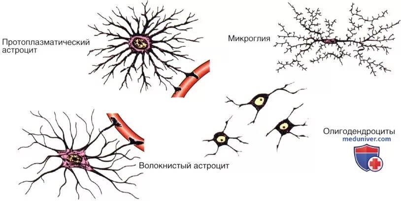 Астроцит клиника. Клетки нейроглии строение. Клетки нейроглии гистология. Клетки глии (астроциты, эпендимоциты, олигодендроциты, микроглия).. Строение нейроглии гистология.