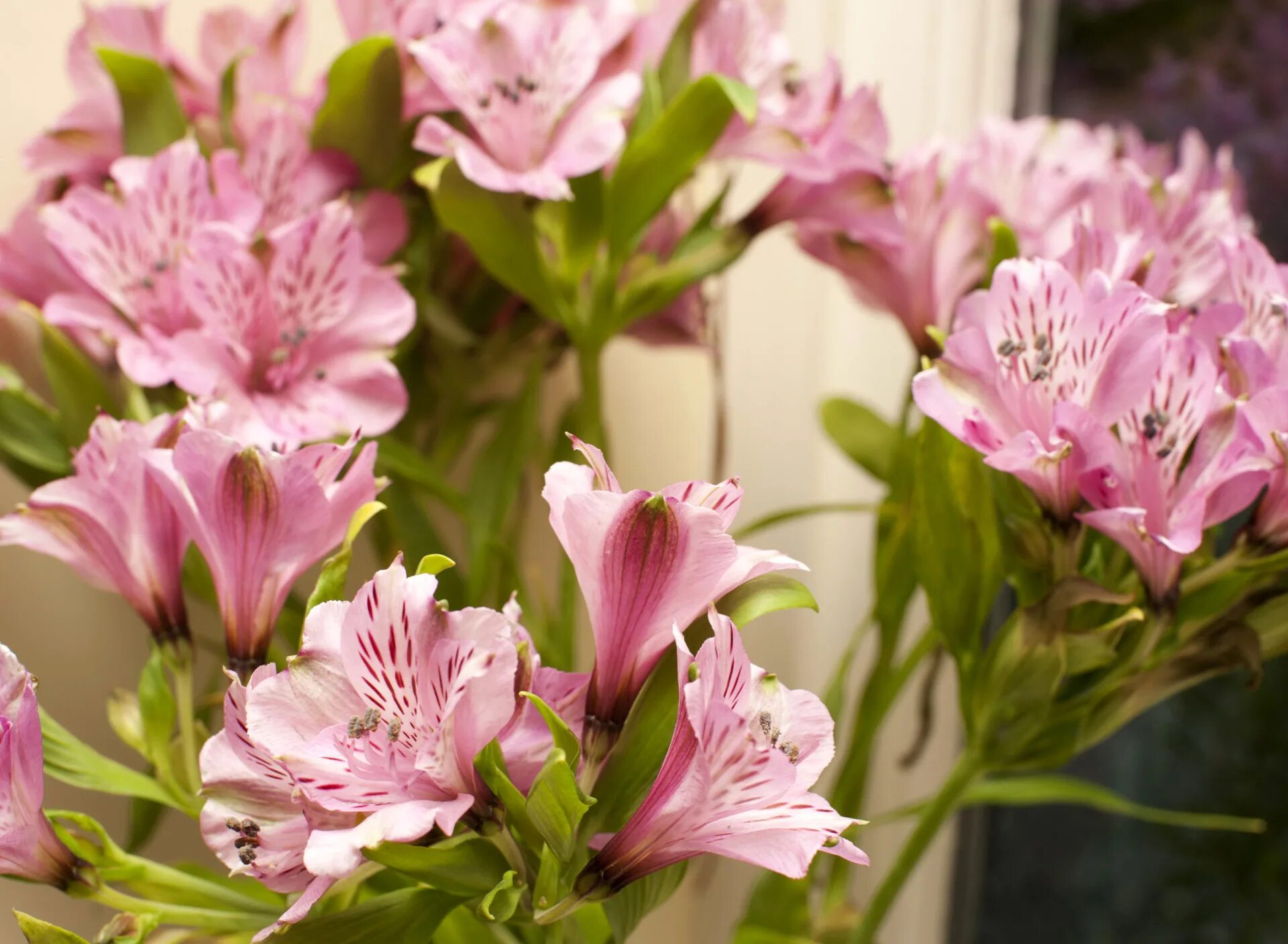 Альстромерия вирджиния. Перуанская лилия альстромерия. Альстромерия строберри сноу. Альстромерия каллисто. Альстромерия белая вирджиния.