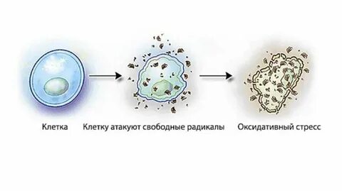 Влияние на клеточном уровне