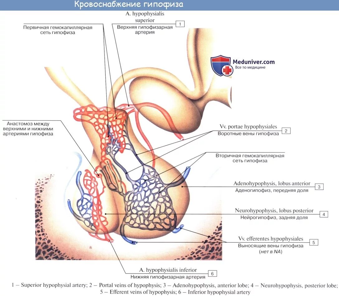 Гипофиз кровеносная система. Кровоснабжение гипоталамуса схема. Портальная система кровотока гипофиз. Схема кровоснабжения гипофиза и гипоталамуса. Строение и функции задней доли гипофиза.
