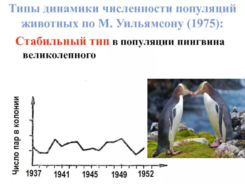 Флюктуирующий Тип динамики численности популяций. Типы динамики численности популяции по Северцову. Тип популяционной динамики численности пингвина великолепного. Динамика численности популяции животных.