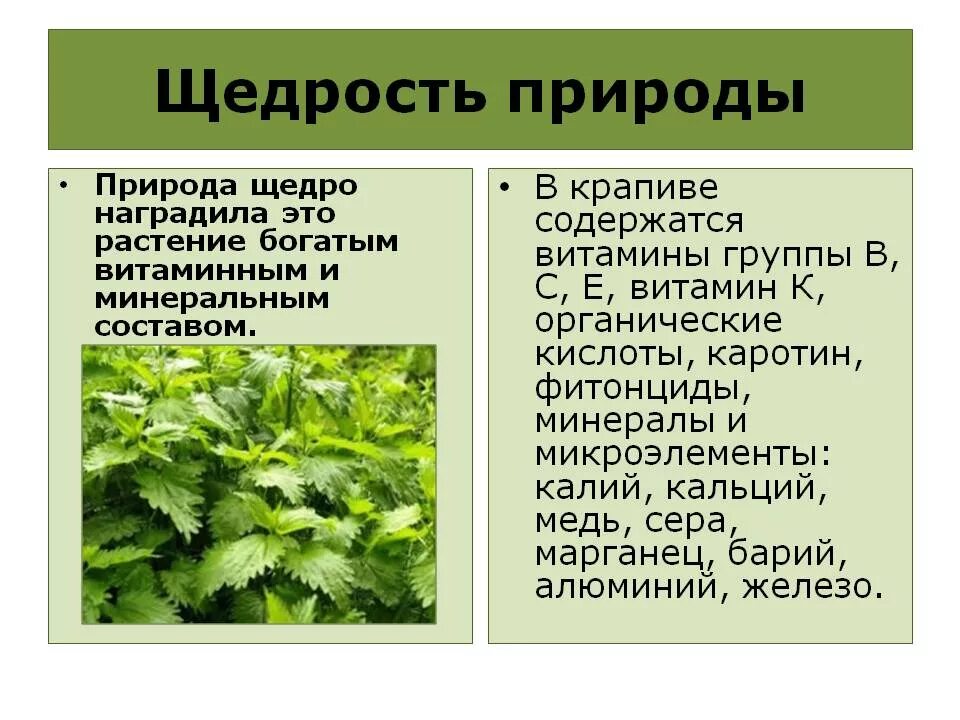 Свойства крапивы противопоказания. Крапива состав витаминов и микроэлементов. Какие витамины содержатся в крапиве. Состав крапивы. Микроэлементы в крапиве.