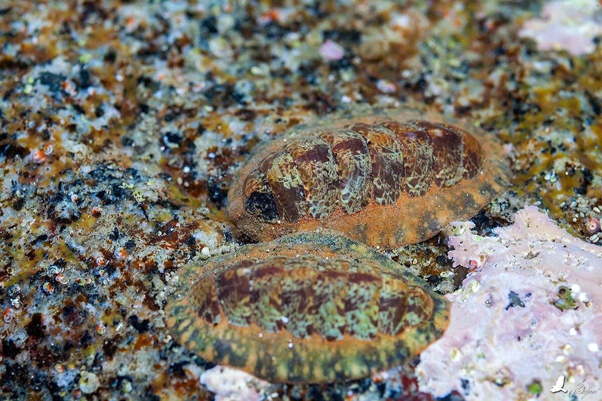 Chiton